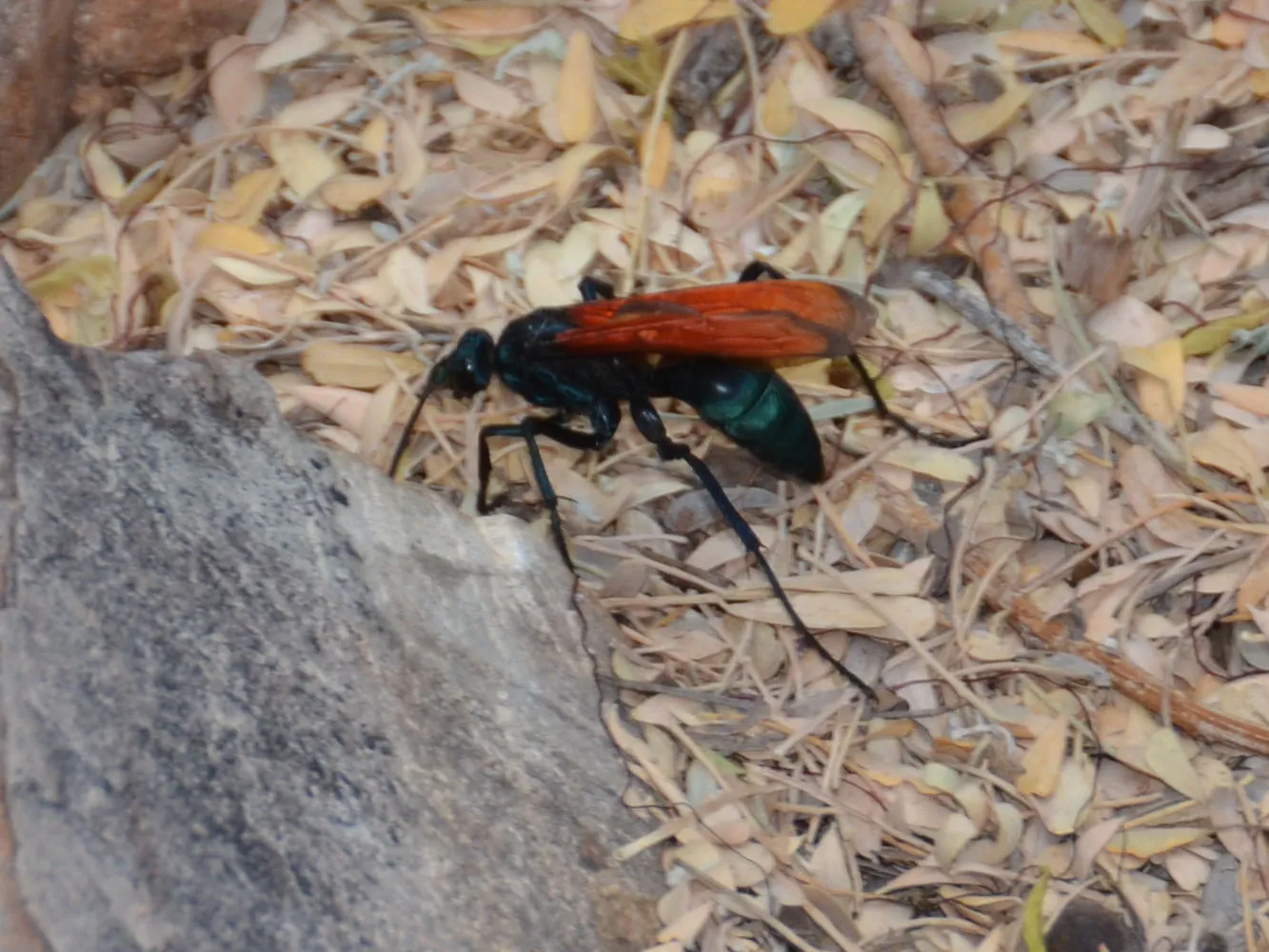 18405 tarantula hawk first aid
