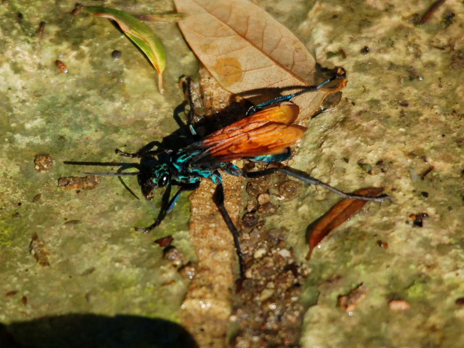 18405 tarantula hawk pain