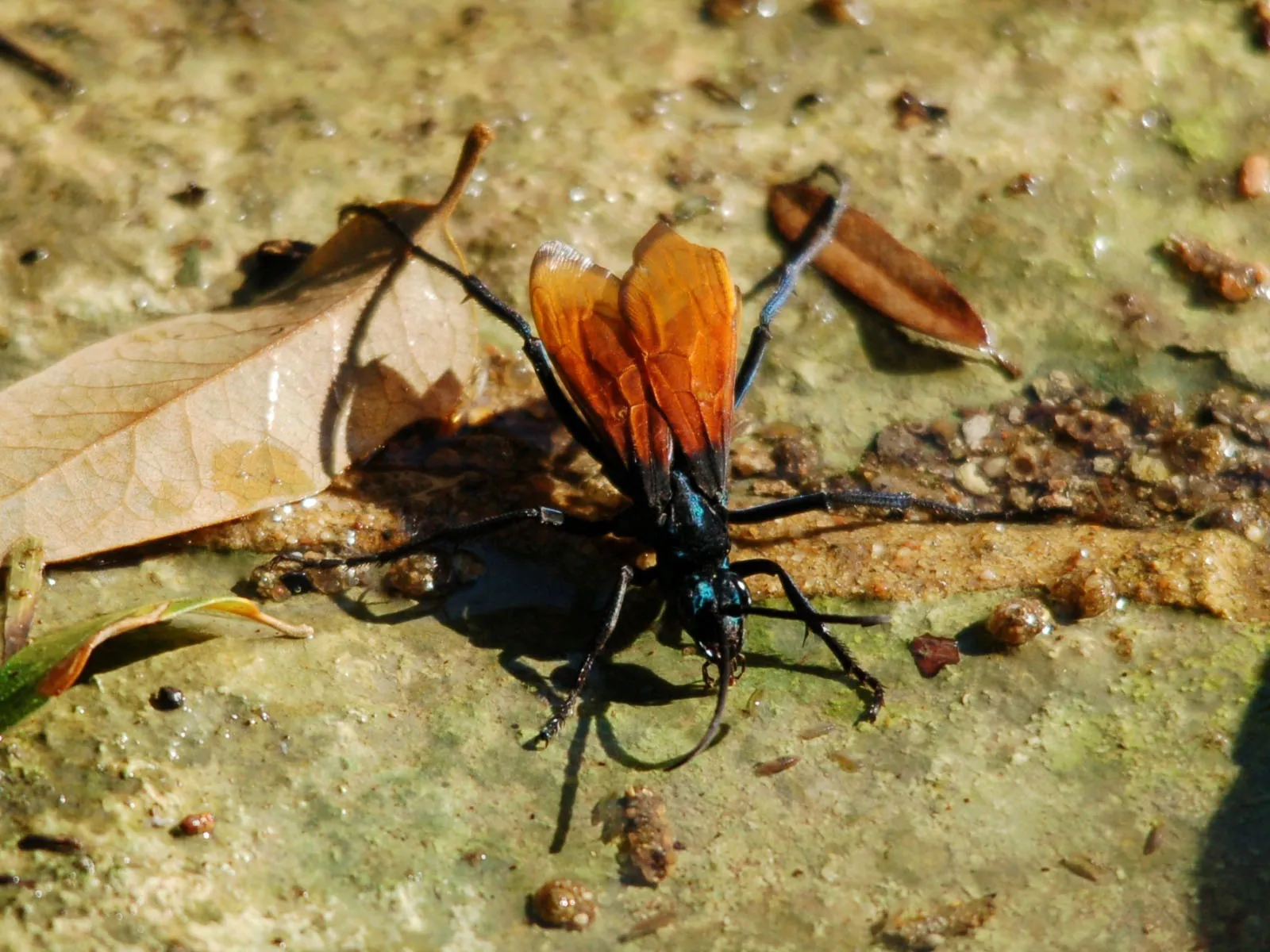 18405 tarantula hawk sting
