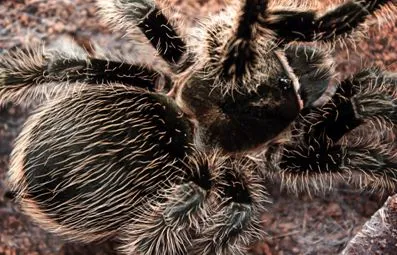 /img/18406-rose-hair-tarantula-habitat.webp
