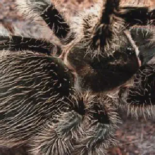 /img/18406-rose-hair-tarantula-habitat.webp