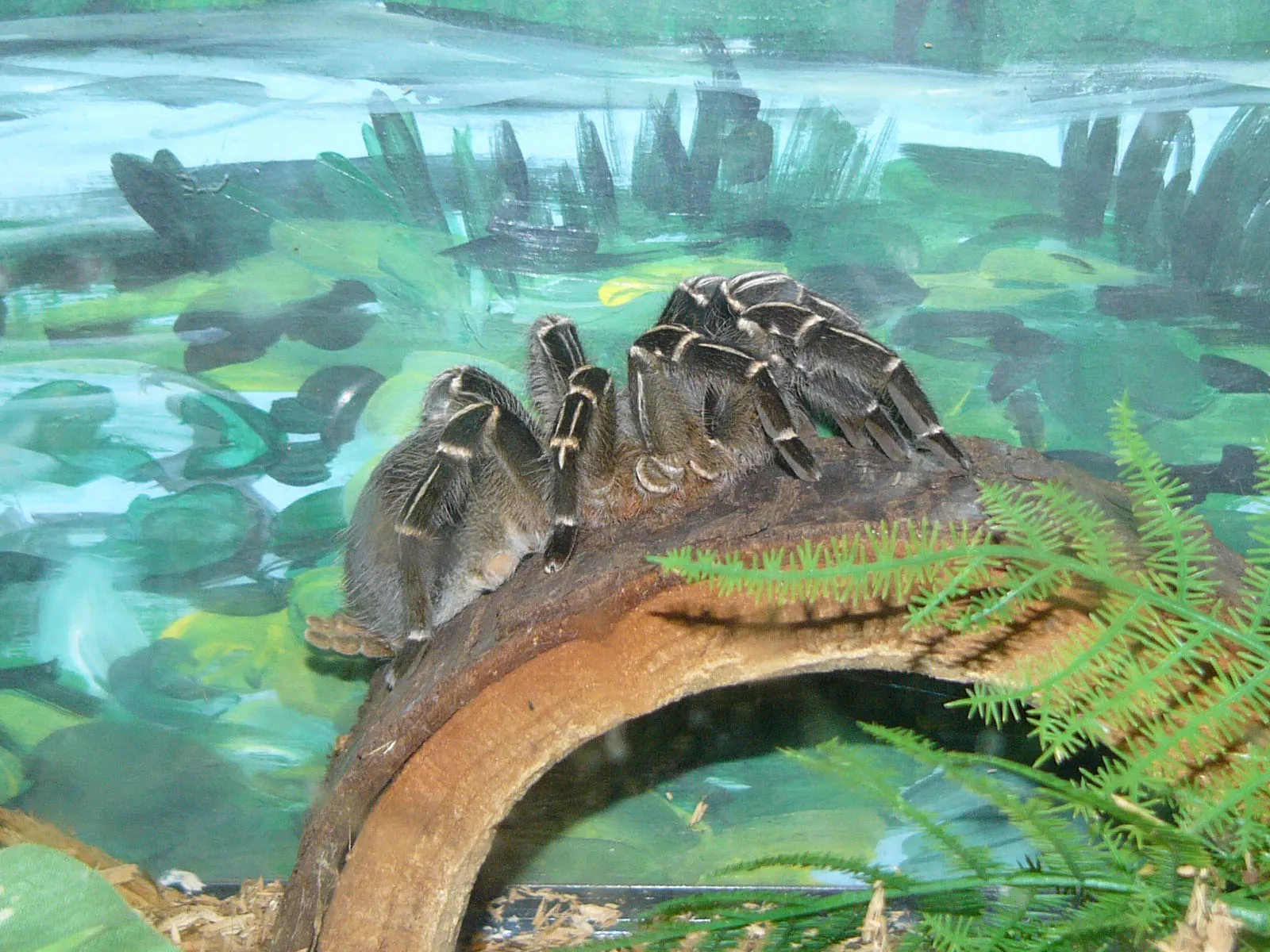 18407 costa rican tarantula defensive pose