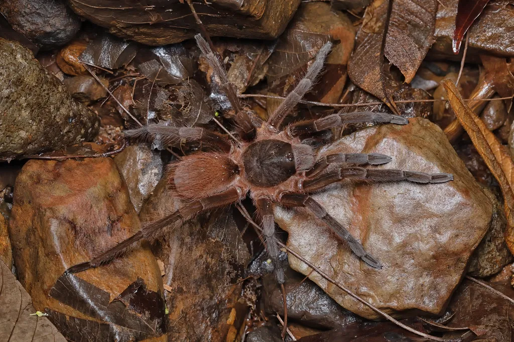 18407 costa rican tarantula feeding