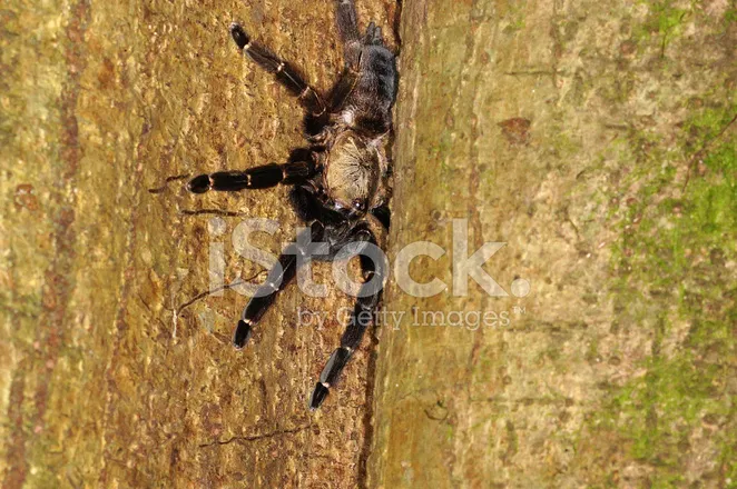 18407 costa rican tarantula laying eggs