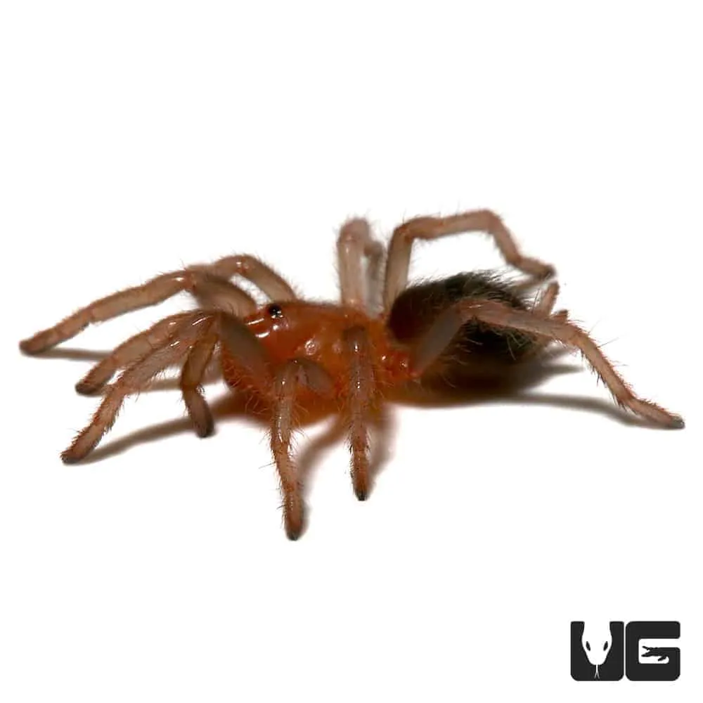 /img/18407-costa-rican-tarantula-molting.webp