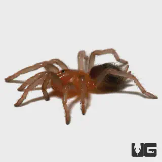 /img/18407-costa-rican-tarantula-molting.webp