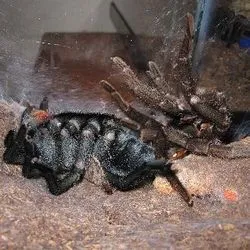 18408 tarantula molting behavior