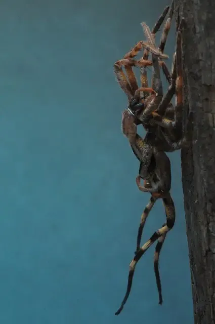 18408 tarantula molting in burrow 1