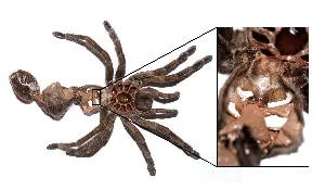 /img/18408-tarantula-molting-problems.webp