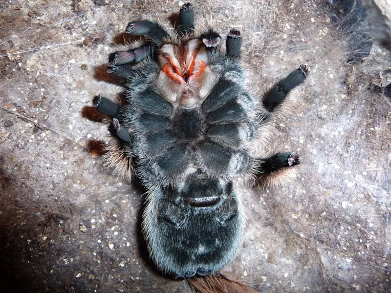 18408 tarantula molting process