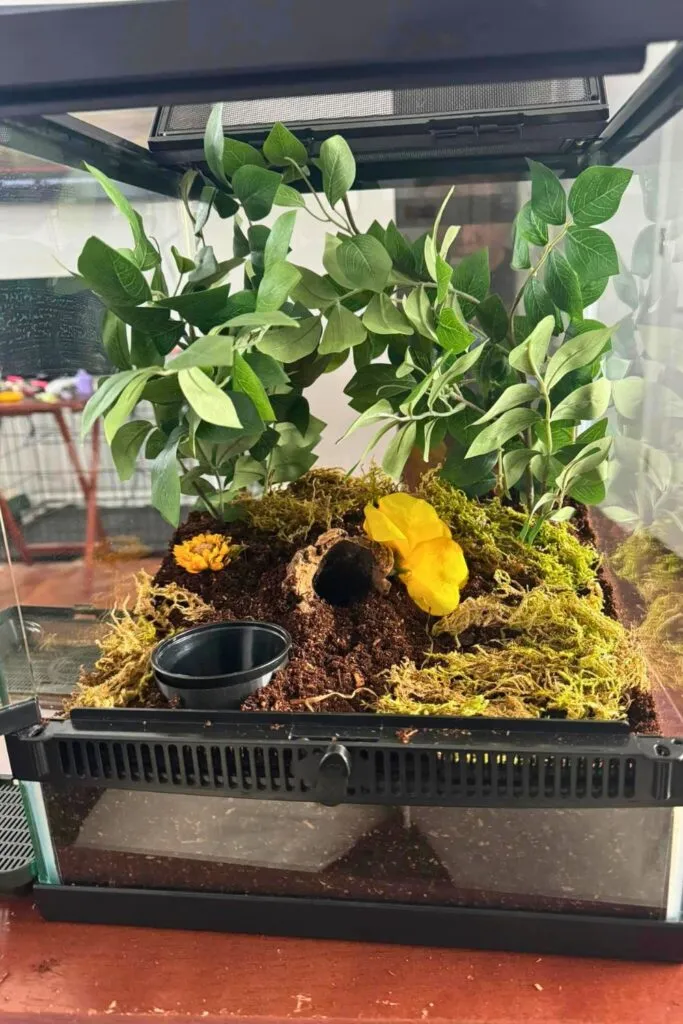 18409 glass tarantula enclosure