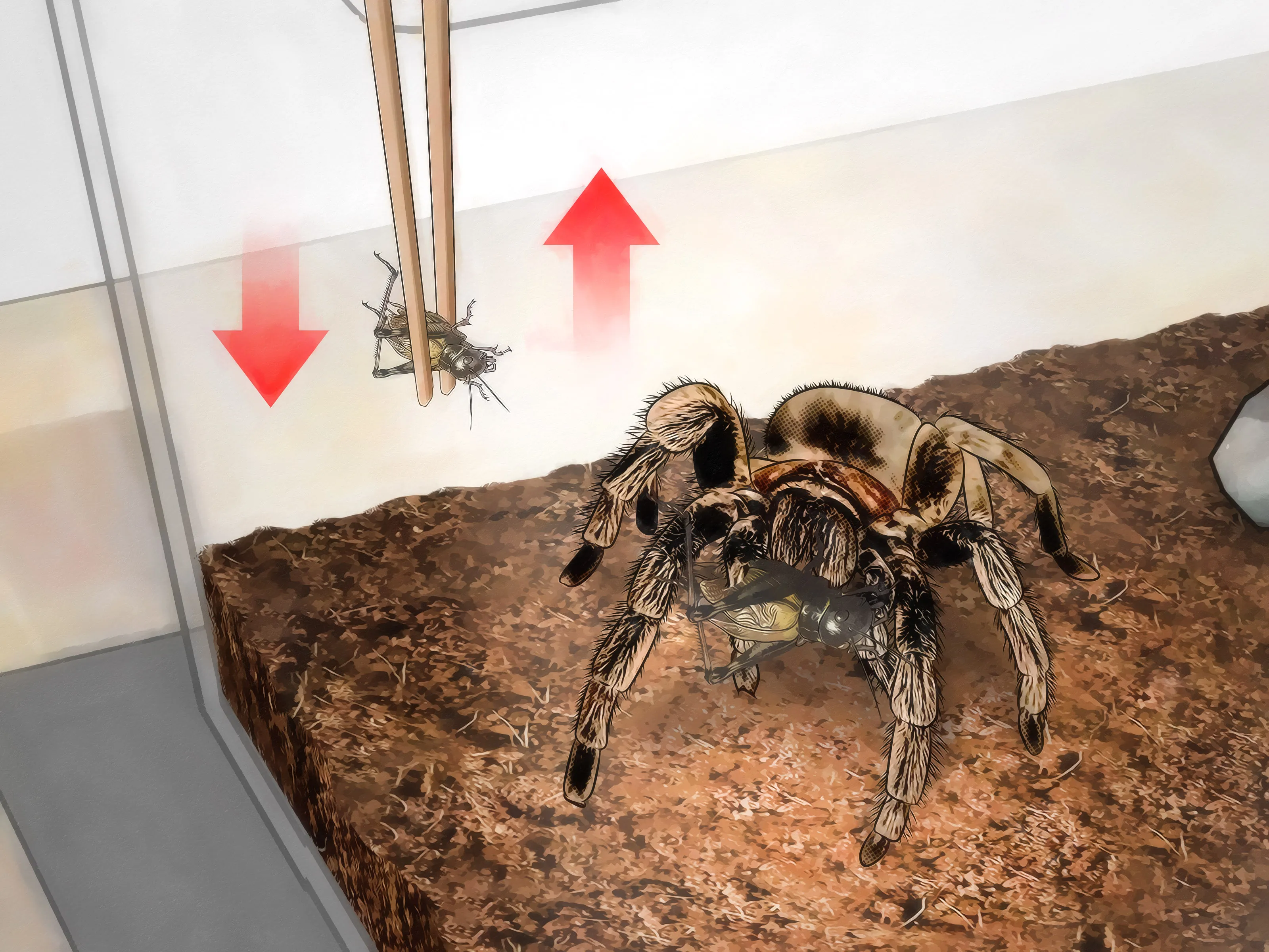 18410 live prey tarantula