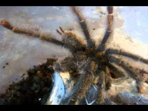 18410 tarantula feeding video