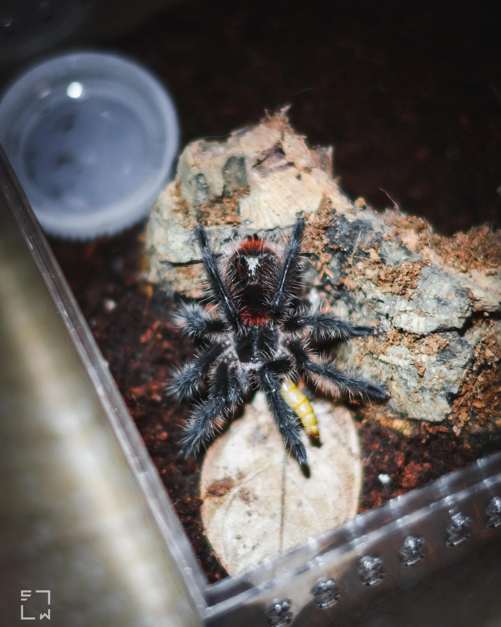 /img/18410-tarantula-molting.webp