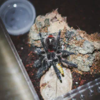 /img/18410-tarantula-molting.webp