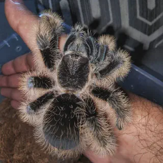 /img/18413-tarantula-research.webp
