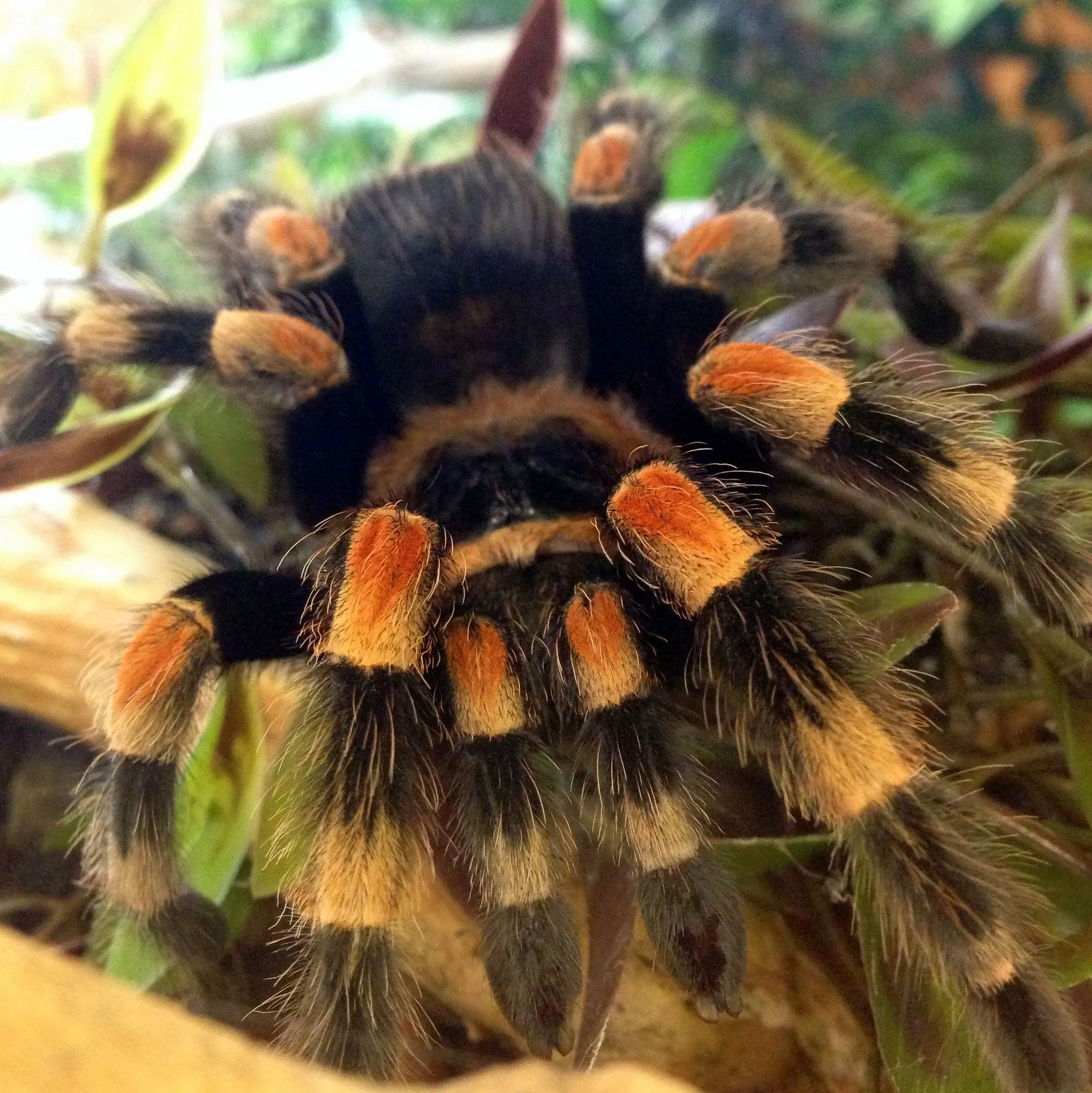 18414 tarantula watering