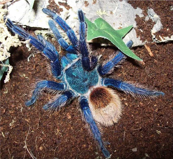 18415 blue tarantula habitat