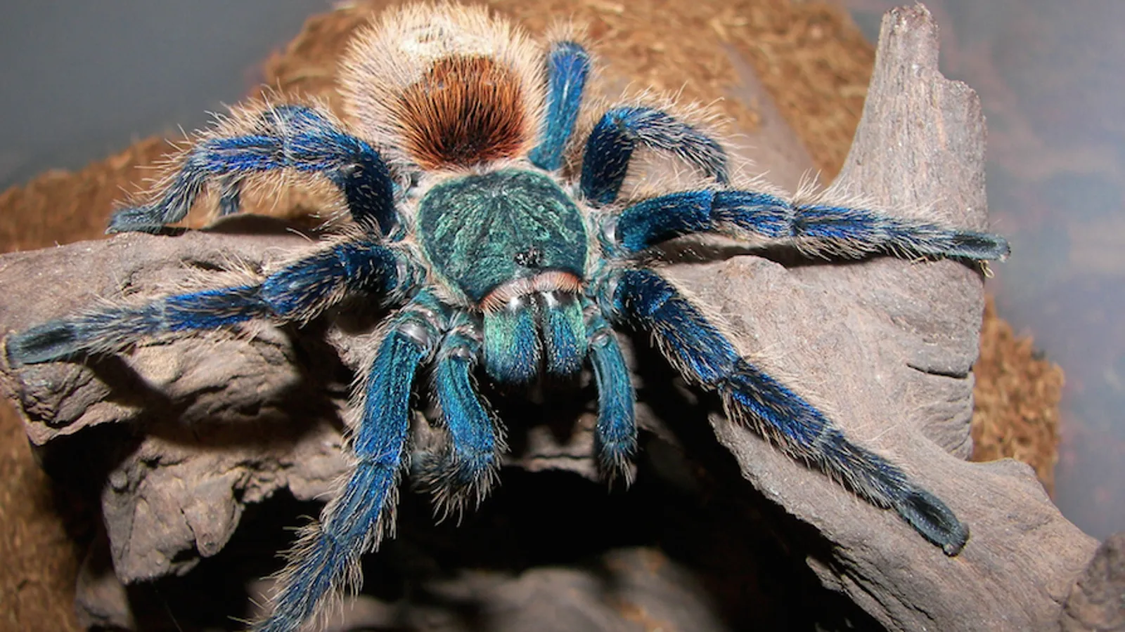 18415 blue tarantula image