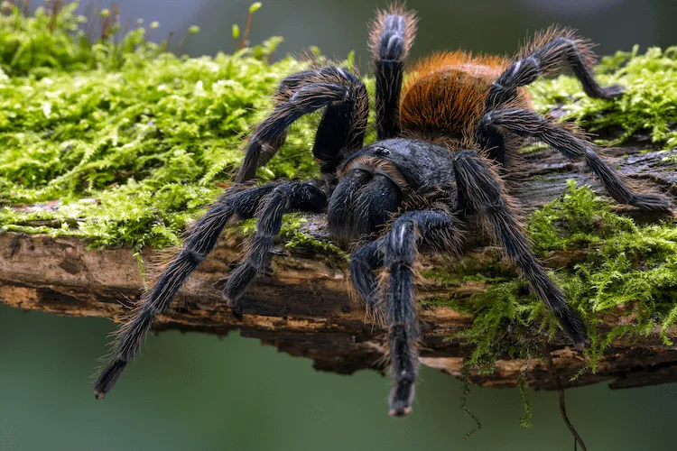 18415 pinktoe tarantula image