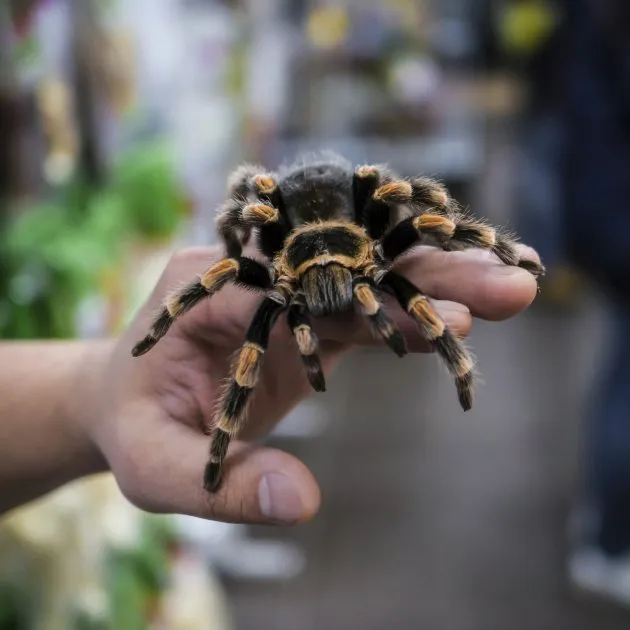 18418 tarantula pet online feeding