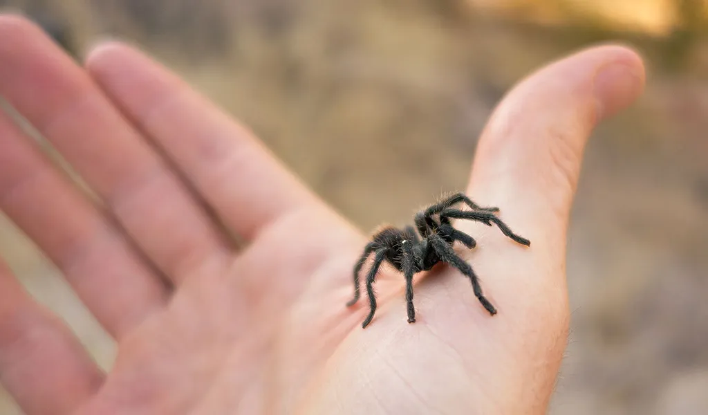 18418 tarantula pet online species