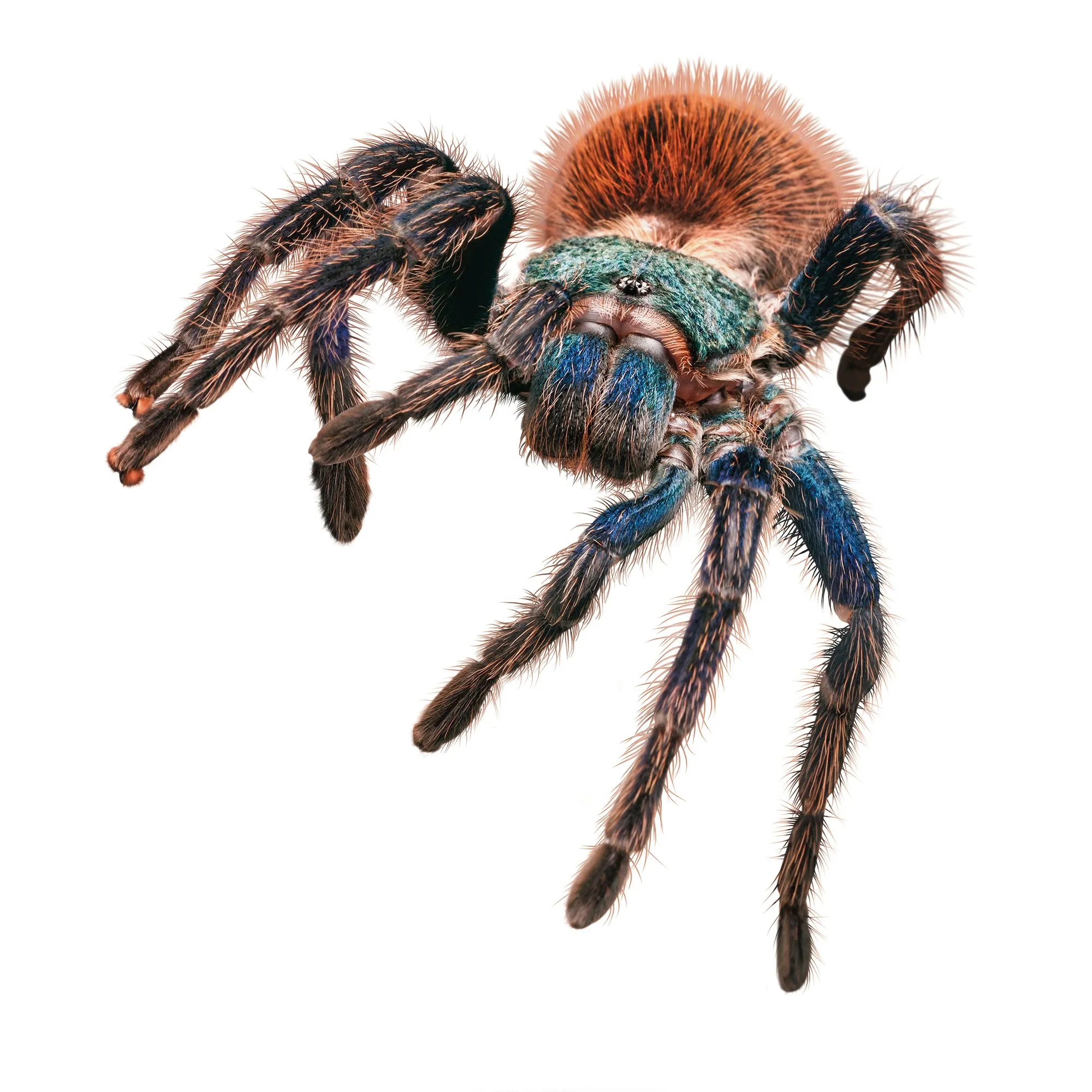 /img/18418-tarantula-pet-online-vet.webp
