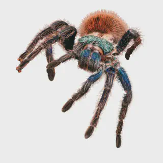 /img/18418-tarantula-pet-online-vet.webp