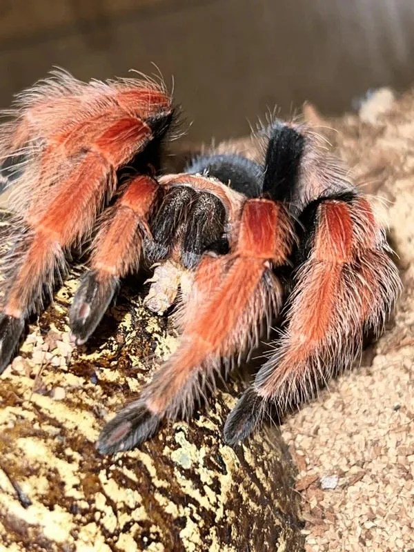 18419 pinktoe tarantula