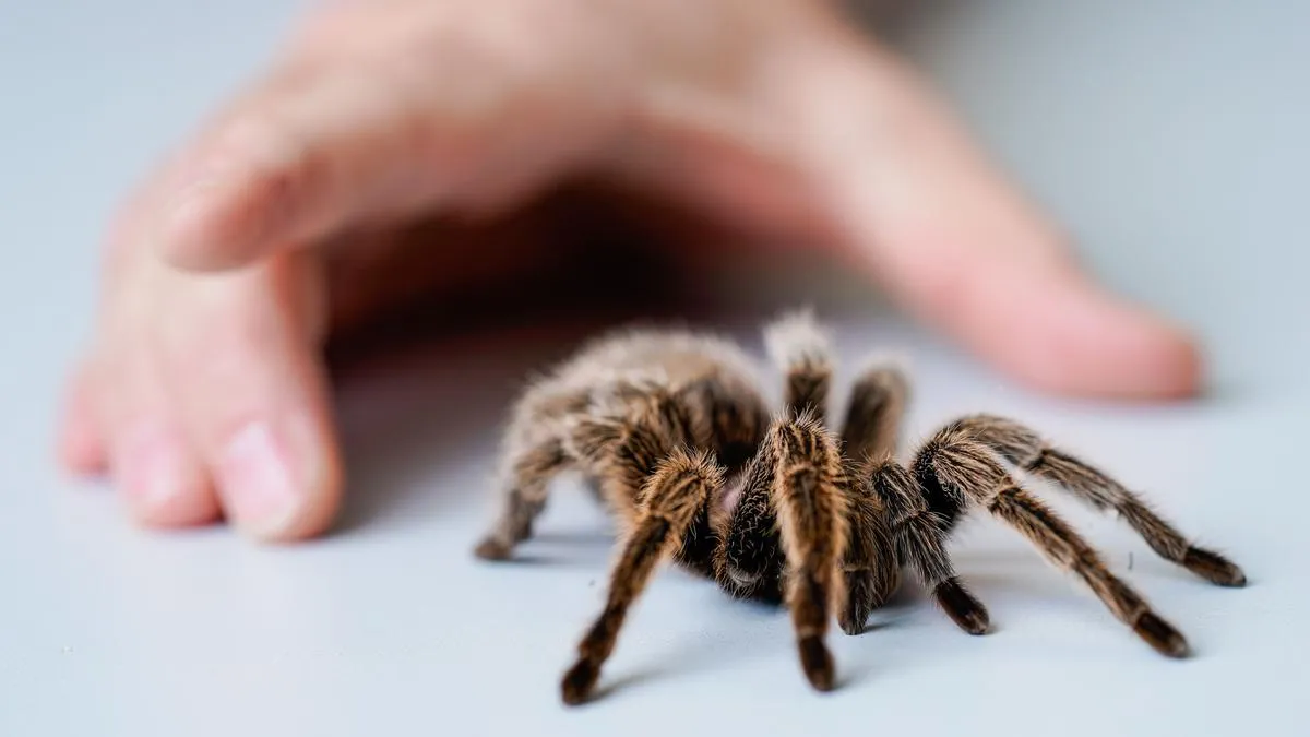 18419 zebra tarantula