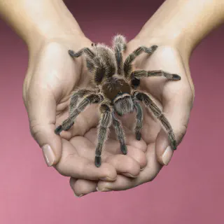 /img/18425-veterinary-tarantula.webp