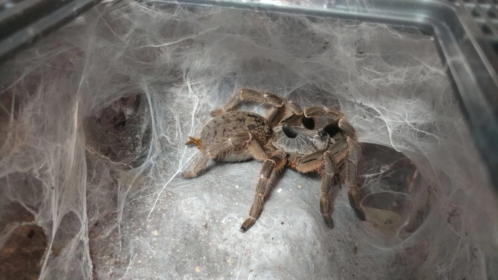 18426 bahamian tarantula feeding