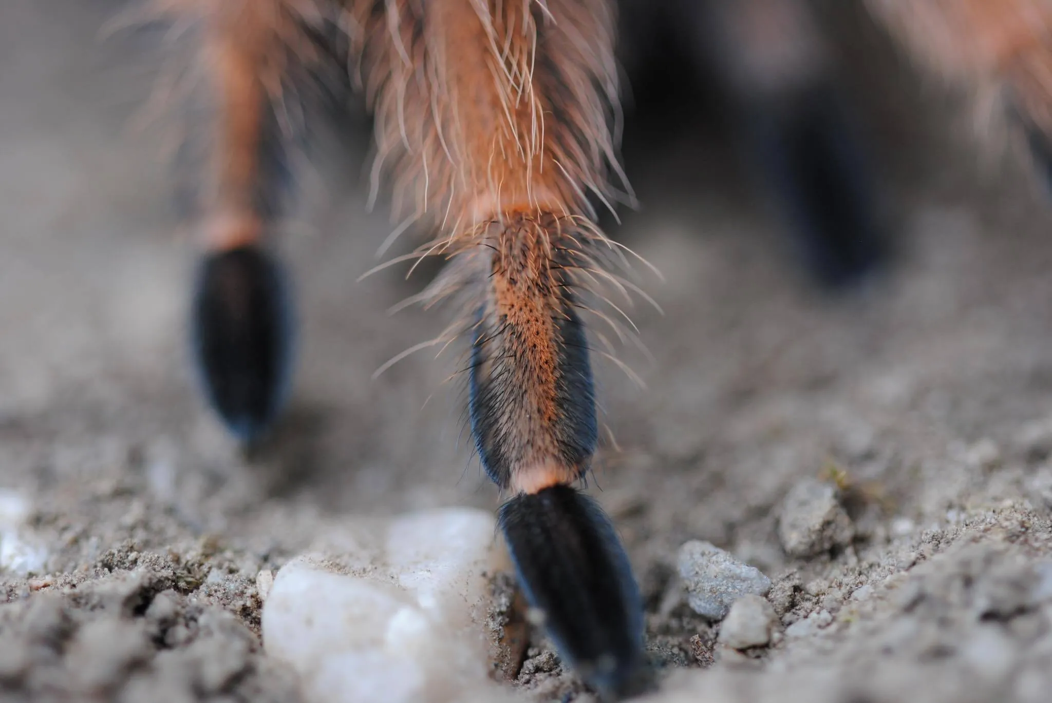 18426 bahamian tarantula handling