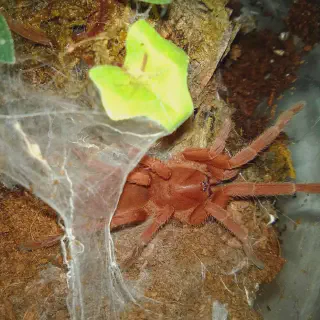 /img/18426-bahamian-tarantula-healthy.webp