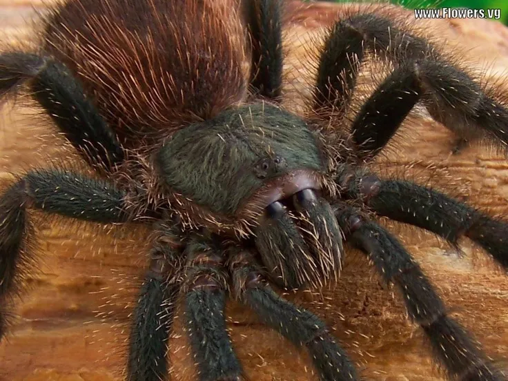 18426 bahamian tarantula molting