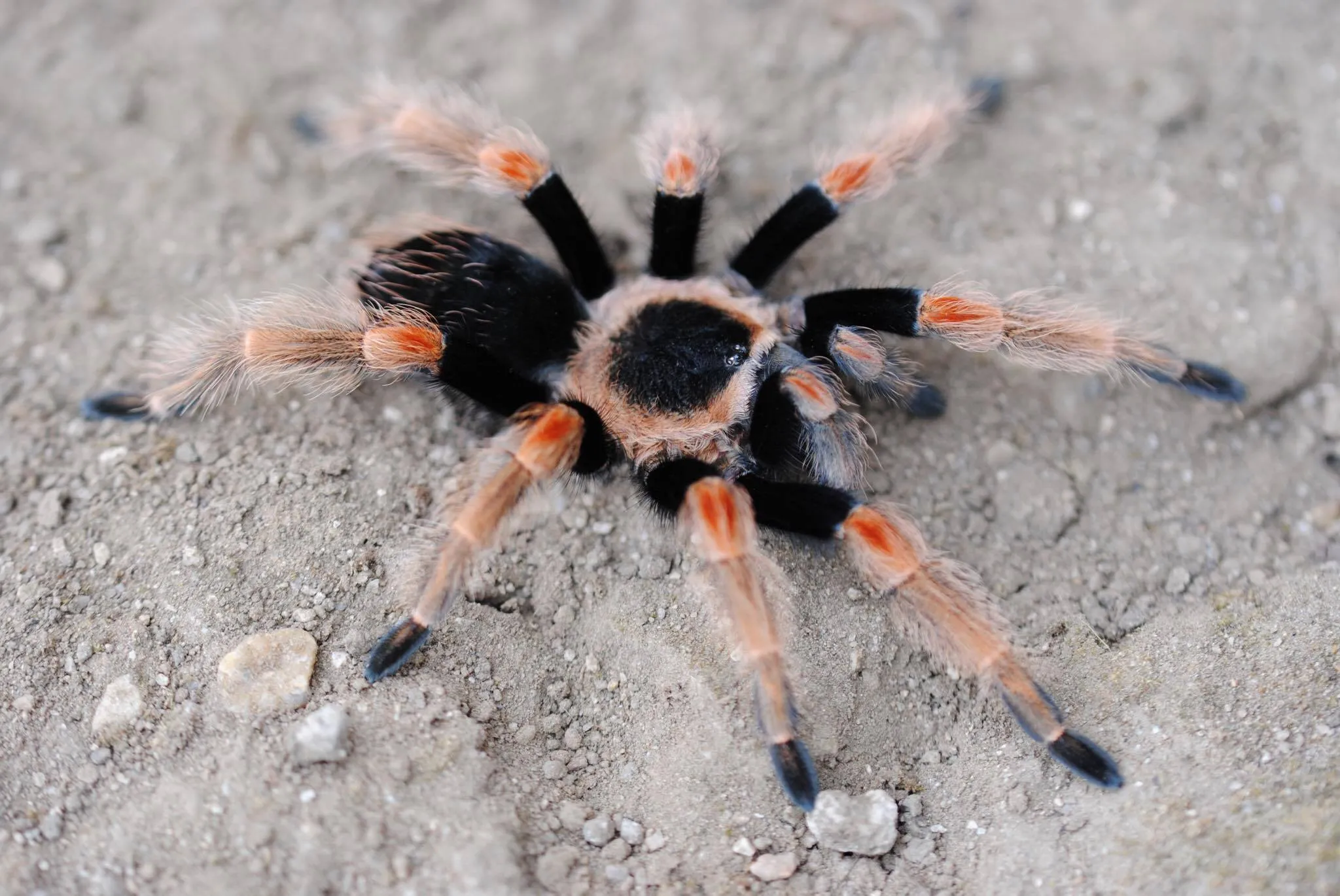18426 bahamian tarantula spiderlings