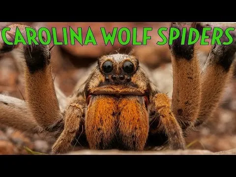 18427 hogna carolinensis defensive pose