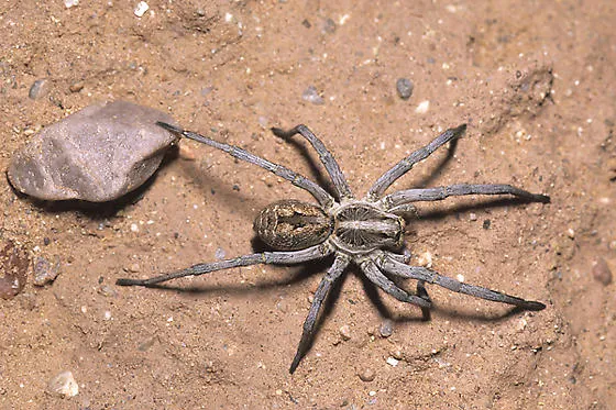 18427 hogna carolinensis feeding