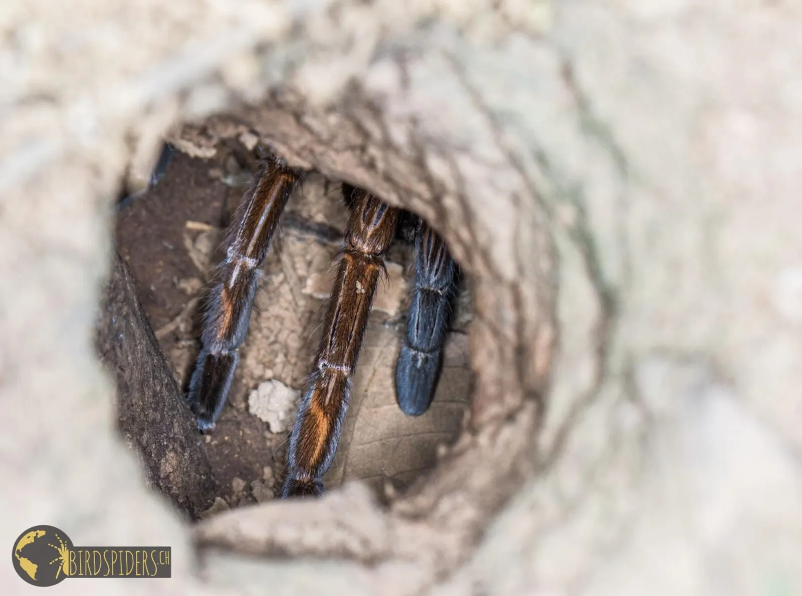 18427 hogna carolinensis mating