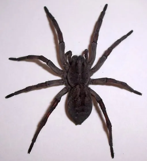 18427 hogna carolinensis size comparison