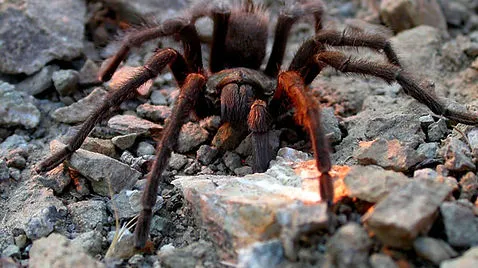 18429 tarantula handling