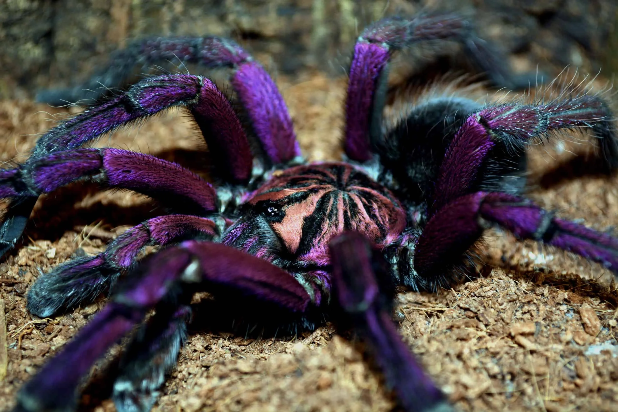 18432 birdeater tarantula image3