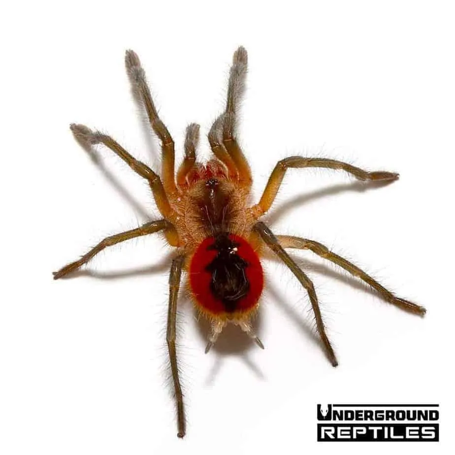 18432 birdeater tarantula image4