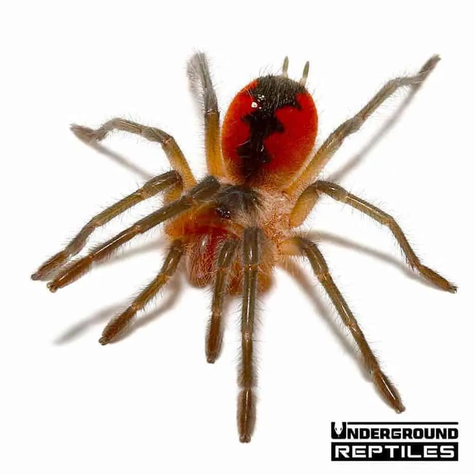 18432 birdeater tarantula image5