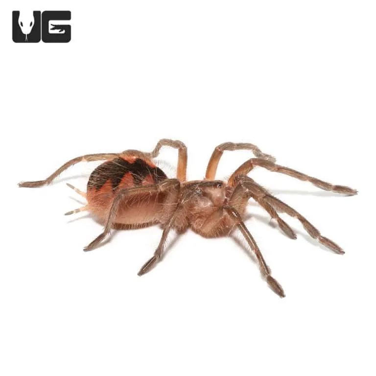 18432 birdeater tarantula image6