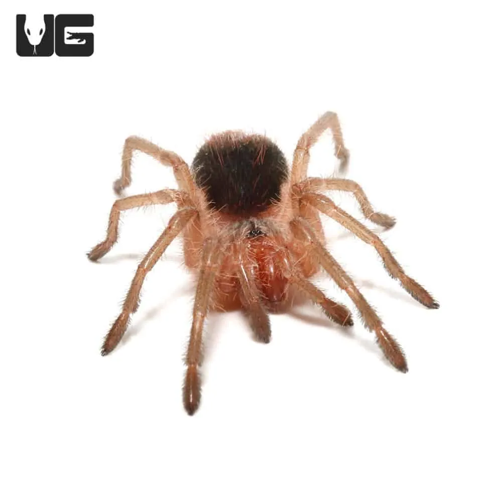 /img/18432-birdeater-tarantula-image7.webp