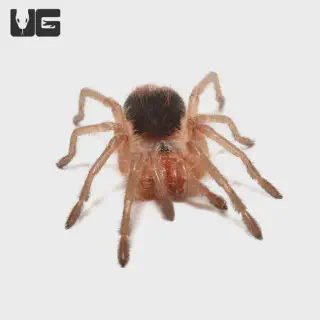 /img/18432-birdeater-tarantula-image7.webp