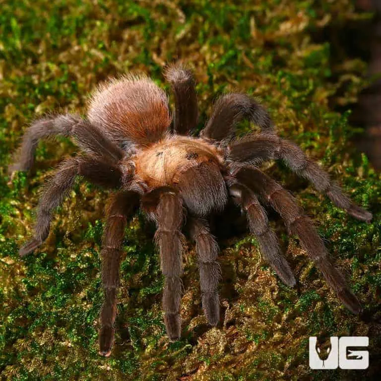 18433 texas tarantula mating