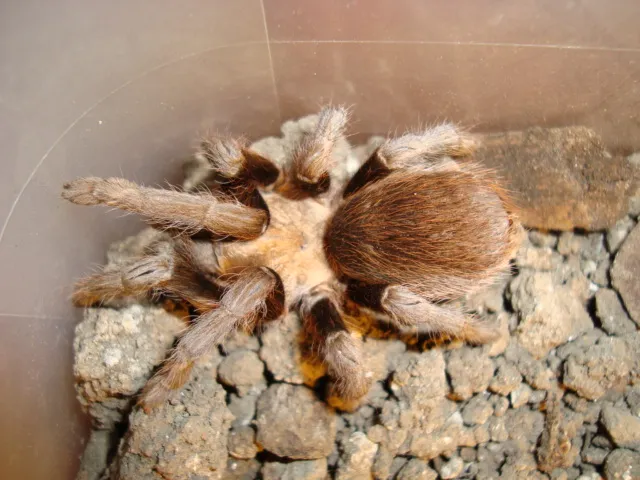 18433 texas tarantula pet