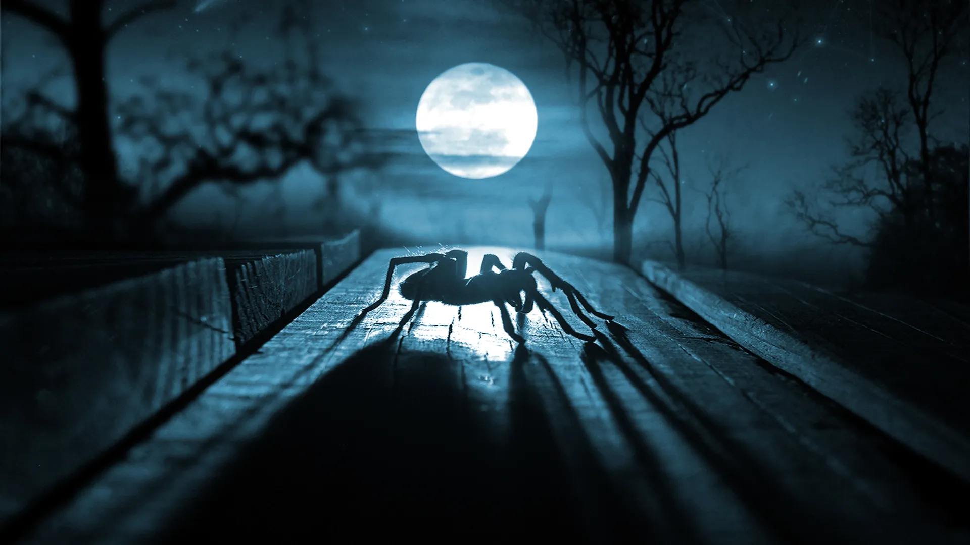 18433 texas tarantula size